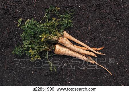 Stock Photograph - Harvested parsley roots. Fotosearch