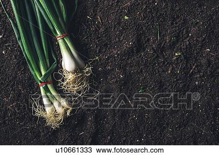 Harvested spring onions View Large Photo Image Stock Image - Harvested spring onions. Fotosearch