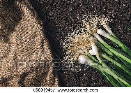 Harvested spring onions View Large Photo Image Stock Photo - Harvested spring onions. Fotosearch