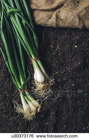 Stock Photograph - Harvested spring onions. Fotosearch