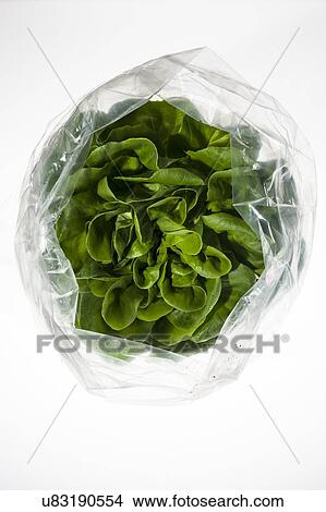 Head of lettuce in plastic bag View Large Photo Image Picture - Head of lettuce in plastic bag. Fotosearch
