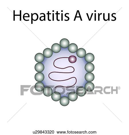 Hepatitis A virus, illustration View Large Photo Image Stock Image - Hepatitis A virus, illustration. Fotosearch