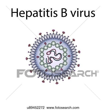 Stock Image - Hepatitis B virus, illustration. Fotosearch