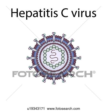 Hepatitis C virus, illustration View Large Photo Image Stock Image - Hepatitis C virus, illustration. Fotosearch