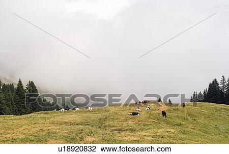 Herd of cattle resting on hilltop, thick fog in background View Large Photo Image Stock Image - Herd of cattle resting on hilltop, thick fog in background. Fotosearch