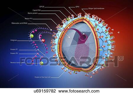Stock Image - HIV structure, illustration. Fotosearch