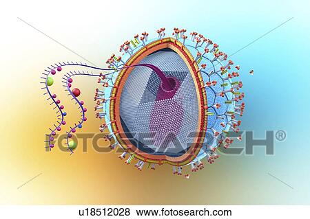 Stock Photo - HIV structure, illustration. Fotosearch