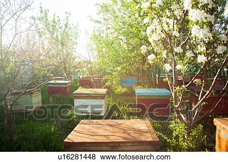 Stock Photo - Hives in apiary. Fotosearch