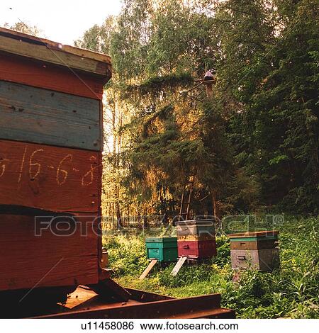 Stock Photograph - Hives in apiary. Fotosearch