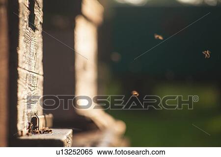 Hives in apiary View Large Photo Image Stock Photography - Hives in apiary. Fotosearch