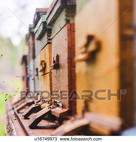 Stock Image - Hives in apiary with bees flying to landing boards. Fotosearch
