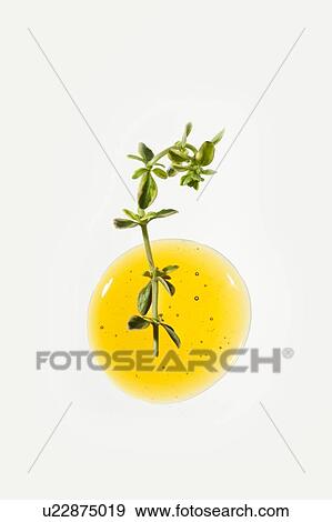 Honey and thyme View Large Photo Image Stock Photo - Honey and thyme. Fotosearch