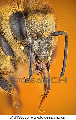 Honey bee head View Large Photo Image Stock Image - Honey bee head. Fotosearch