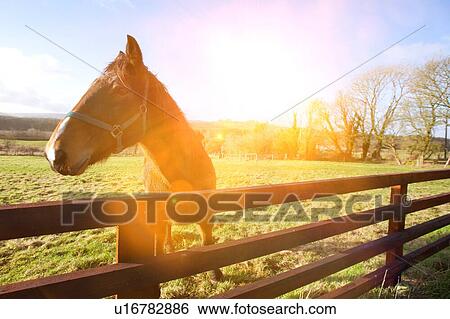 Stock Photograph - Horse behind fence looking at camera. Fotosearch