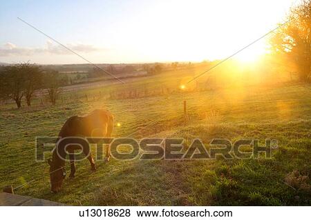 Horse grazing with sunset View Large Photo Image Stock Photo - Horse grazing with sunset. Fotosearch