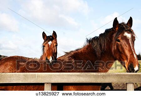 Stock Photo - Horse rest it head on another horse. Fotosearch