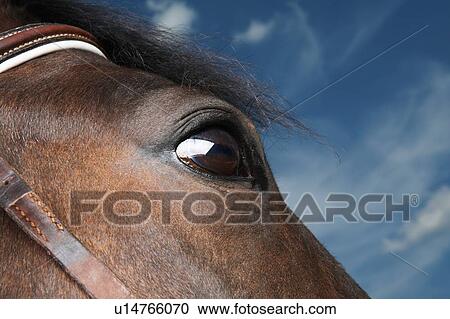 Stock Image - Horse's Eye close up. Fotosearch
