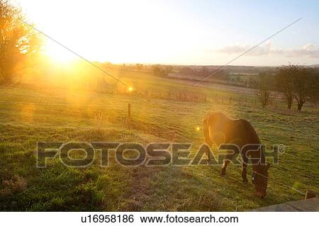 Stock Photograph - Horses in field with strong sunshine. Fotosearch
