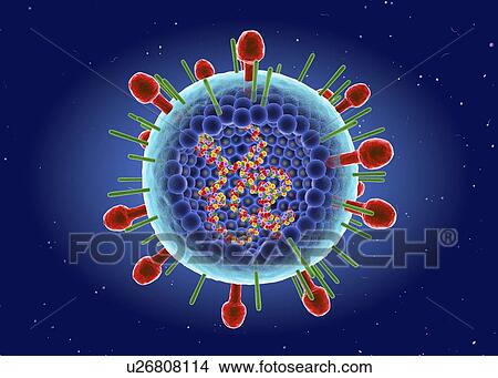 Picture - Human respiratory syncytial virus, illustration. Fotosearch