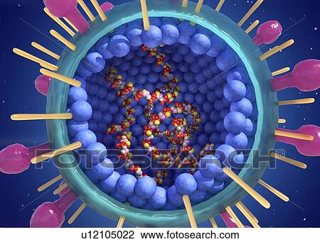 Stock Image - Human respiratory syncytial virus, illustration. Fotosearch