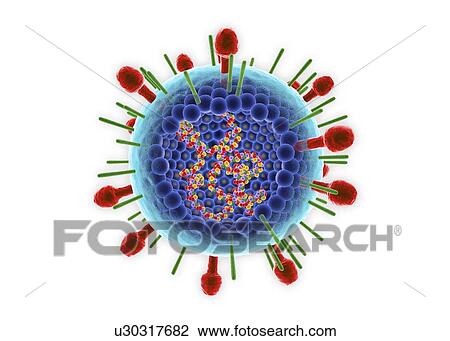 Stock Image - Human respiratory syncytial virus, illustration. Fotosearch