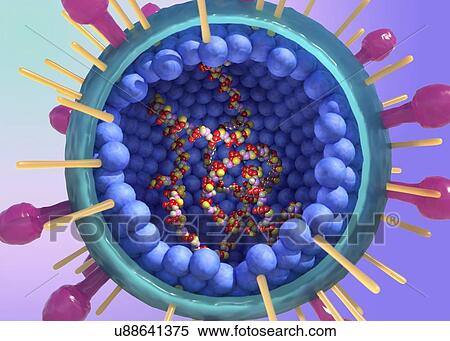 Human respiratory syncytial virus, illustration View Large Photo Image Stock Photography - Human respiratory syncytial virus, illustration. Fotosearch