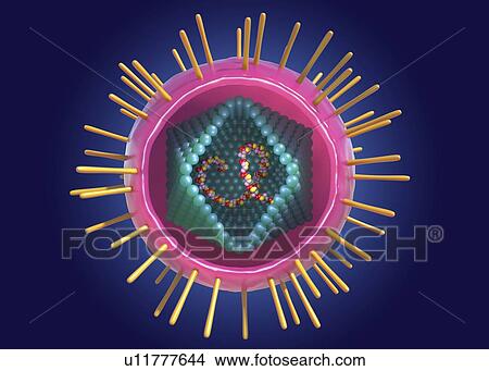 Picture - Human T-cell lymphotropic virus, illustration. Fotosearch