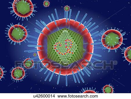 Human T-cell lymphotropic virus, illustration View Large Photo Image Picture - Human T-cell lymphotropic virus, illustration. Fotosearch