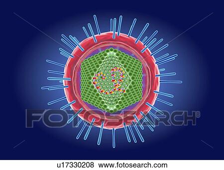 Stock Photo - Human T-cell lymphotropic virus, illustration. Fotosearch