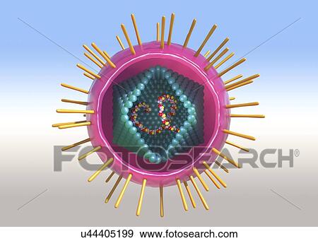 Stock Photo - Human T-cell lymphotropic virus, illustration. Fotosearch