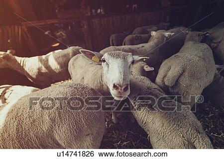 Ile de France sheep flock in pen on farm View Large Photo Image Stock Photograph - Ile de France sheep flock in pen on farm. Fotosearch