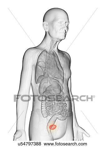 Illustration of an elderly man's bladder View Large Photo Image Stock Photo - Illustration of an elderly man's bladder. Fotosearch
