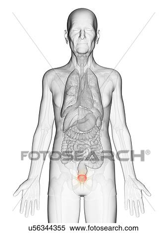 Stock Photography - Illustration of an elderly man's bladder. Fotosearch