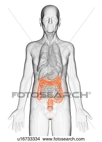 Picture - Illustration of an elderly man's colon. Fotosearch