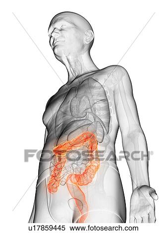 Illustration of an elderly man's colon View Large Photo Image Stock Photography - Illustration of an elderly man's colon. Fotosearch