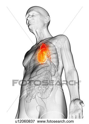 Illustration of an elderly man's heart View Large Photo Image Stock Photo - Illustration of an elderly man's heart. Fotosearch