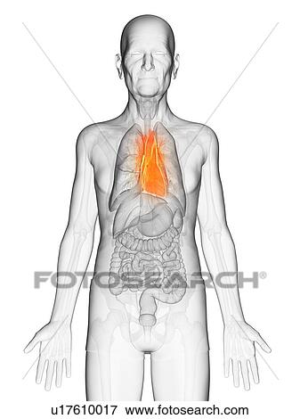 Illustration of an elderly man's heart View Large Photo Image Stock Photo - Illustration of an elderly man's heart. Fotosearch
