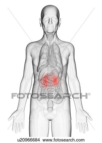 Illustration of an elderly man's kidneys View Large Photo Image Picture - Illustration of an elderly man's kidneys. Fotosearch