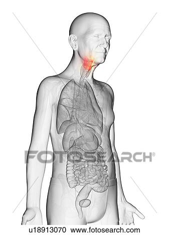 Stock Image - Illustration of an elderly man's larynx. Fotosearch