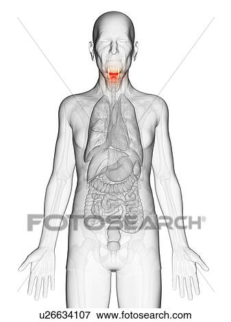 Stock Photo - Illustration of an elderly man's larynx. Fotosearch