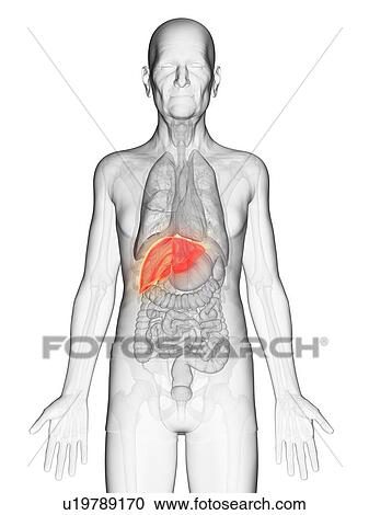 Illustration of an elderly man's liver View Large Photo Image Stock Image - Illustration of an elderly man's liver. Fotosearch