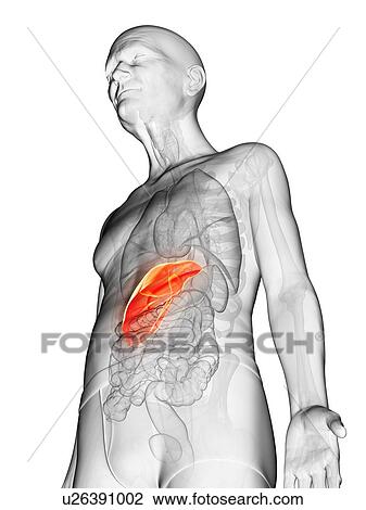 Stock Image - Illustration of an elderly man's liver. Fotosearch