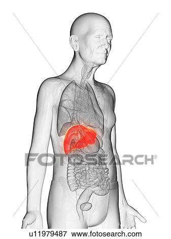 Stock Photo - Illustration of an elderly man's liver. Fotosearch