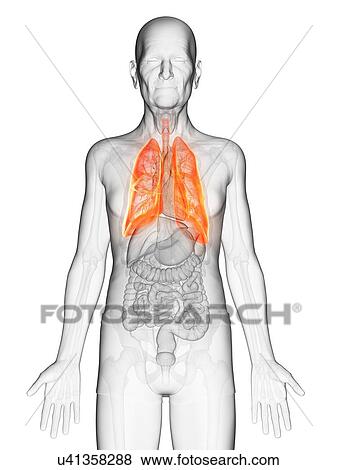 Stock Photo - Illustration of an elderly man's lung. Fotosearch