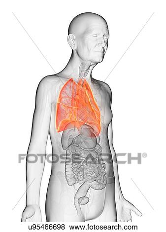 Stock Photo - Illustration of an elderly man's lungs. Fotosearch