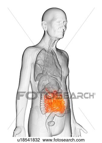 Stock Image - Illustration of an elderly man's small intestine. Fotosearch