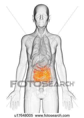 Illustration of an elderly man's small intestine View Large Photo Image Stock Photography - Illustration of an elderly man's small intestine. Fotosearch