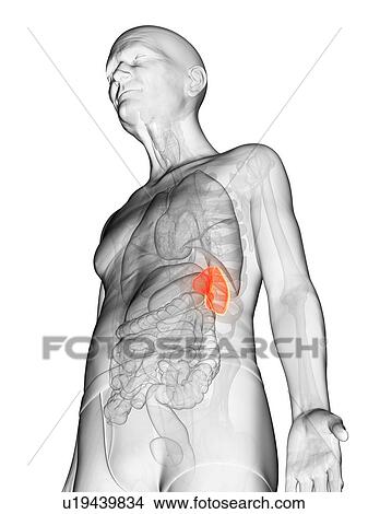 Picture - Illustration of an elderly man's spleen. Fotosearch