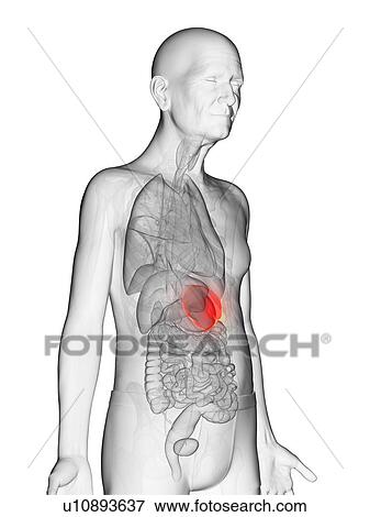 Stock Photo - Illustration of an elderly man's spleen. Fotosearch