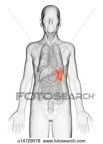 Illustration of an elderly man's spleen View Large Photo Image Stock Photo - Illustration of an elderly man's spleen. Fotosearch